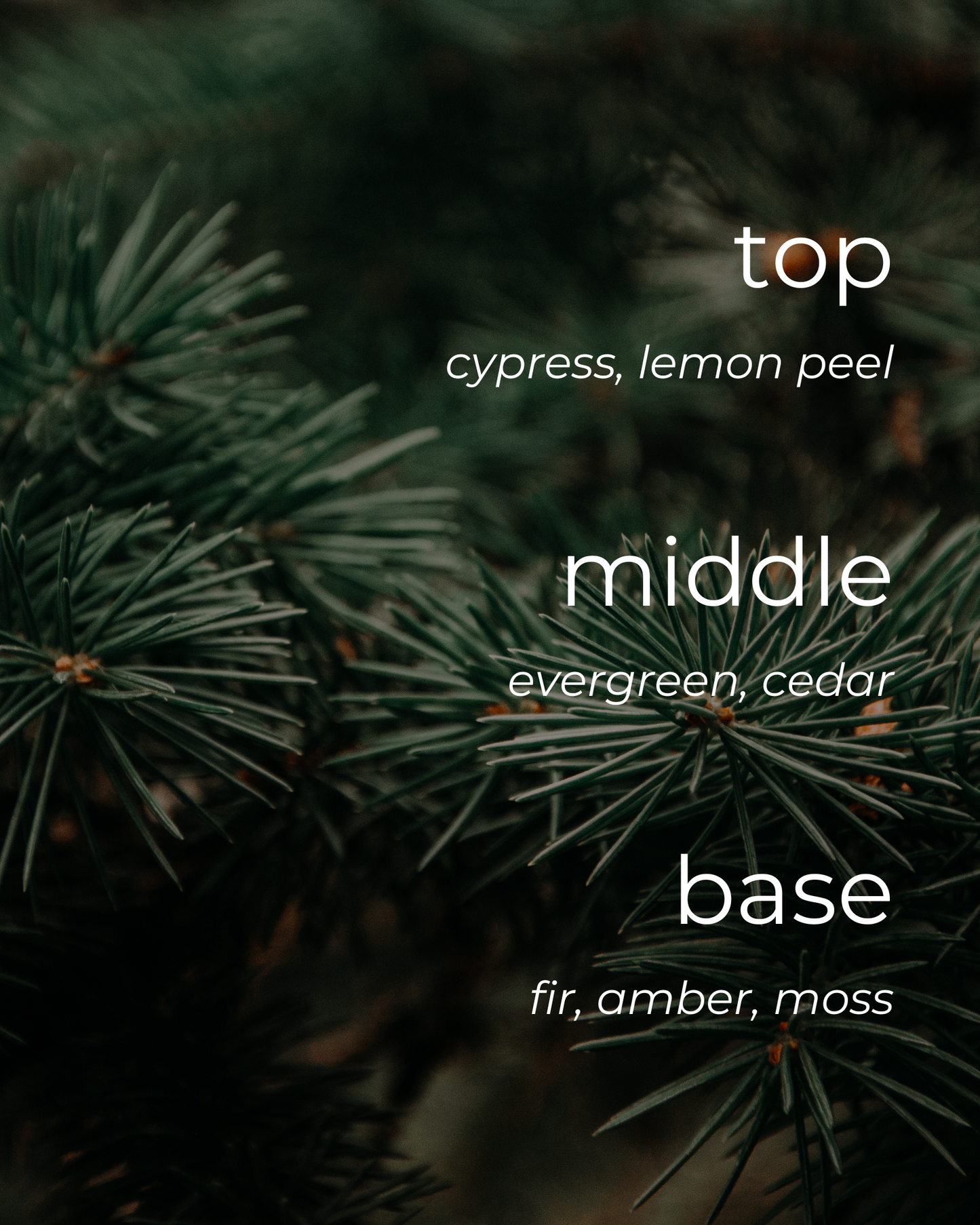 Fraser Fir Candle 🍁